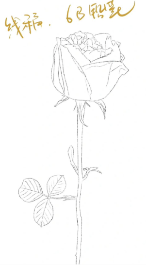 procreate怎么绘制白玫瑰插画procreate绘制插画花朵教程！